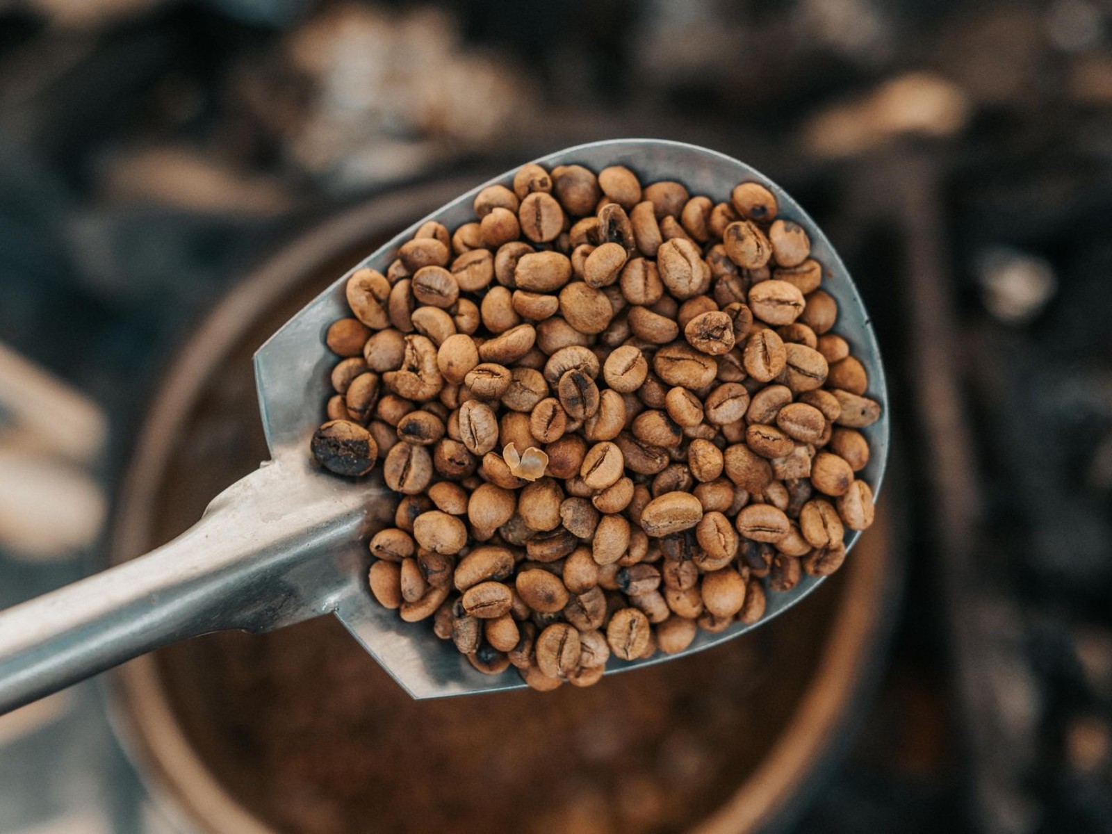 Roasted beans on a scoop, showing coffee freshness at its peak