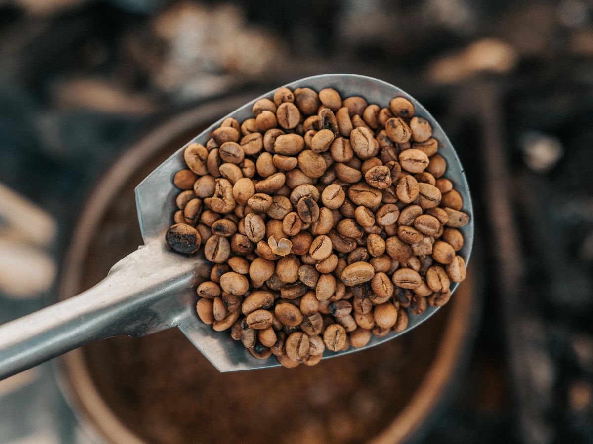 Roasted coffee beans measured on a metal scoop