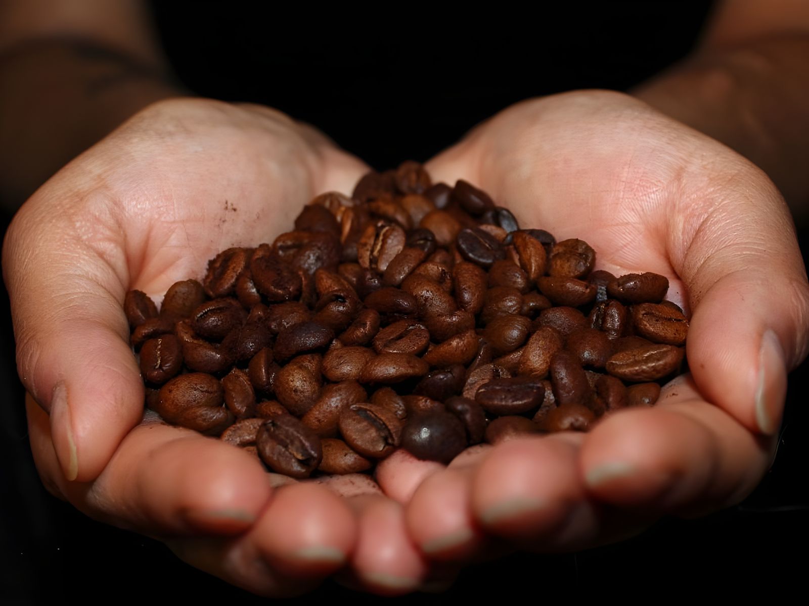Fresh roasted coffee beans held in cupped hands